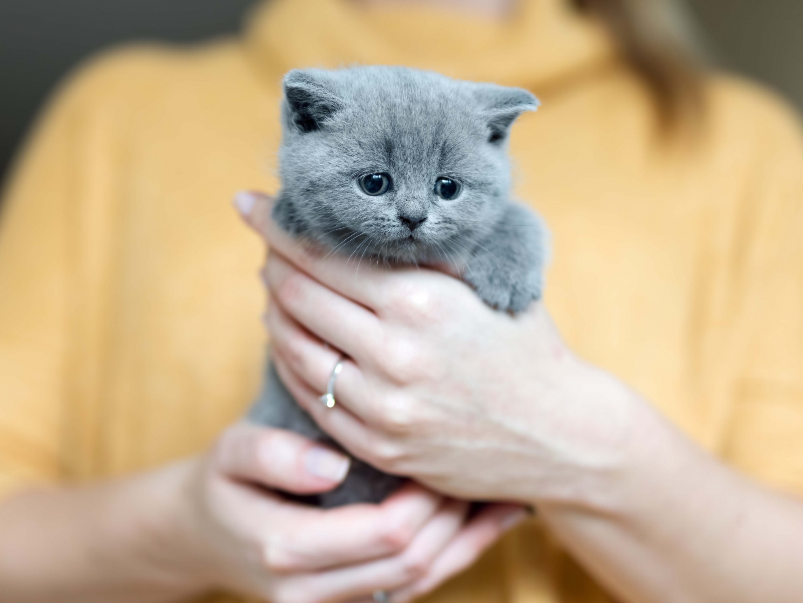 Grey adorable kitty held by a woman standing in a background. Furry love. British shorthair cat.